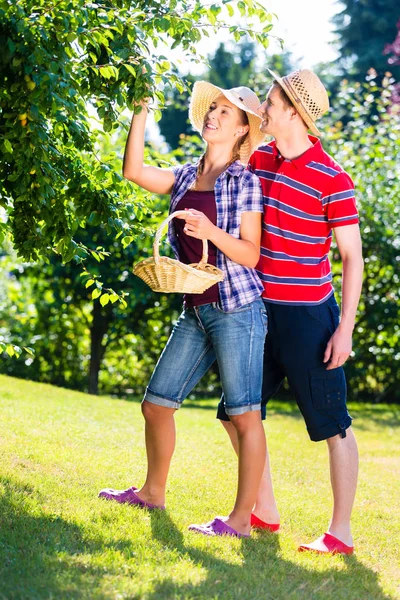 Hombre y mujer cosechando manzanas del árbol —  Fotos de Stock