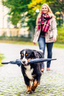 Annesi şemsiyesi sonbahar yürüyüş taşıyan köpek
