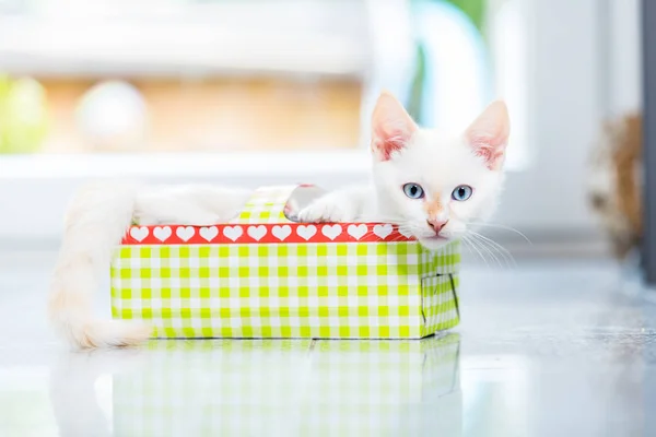 Söt kattunge i holiday box — Stockfoto