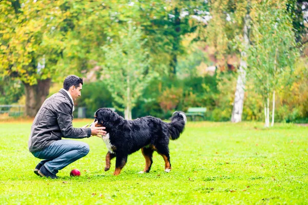 Dog retrieving ball for his dad in park — Stock Photo, Image