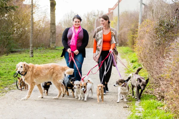 Dog sitters walking their customers — Stock Photo, Image