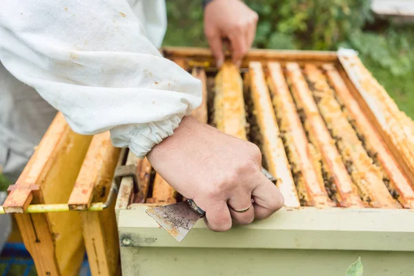 Apicultor revisando sus abejas — Foto de Stock