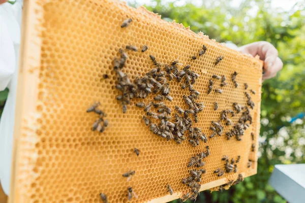 Apicultor segurando favo de mel com abelhas em suas mãos — Fotografia de Stock
