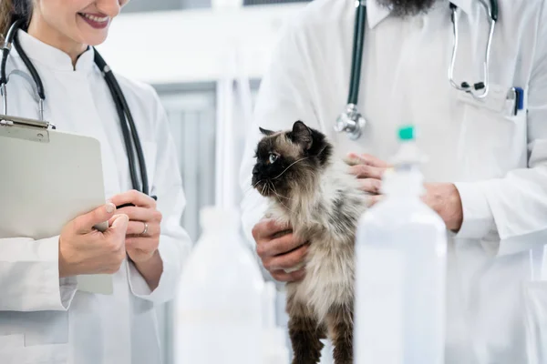 Médecin vétérinaire vétérinaire examinant le chat en soins intensifs de cliniques animales — Photo