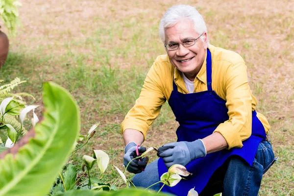 Portrait of active Asian elderly man smiling while pruning green