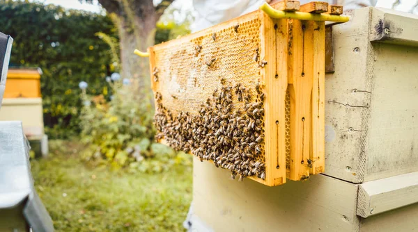 Honingraten met bijen opknoping buiten bijenschuur — Stockfoto