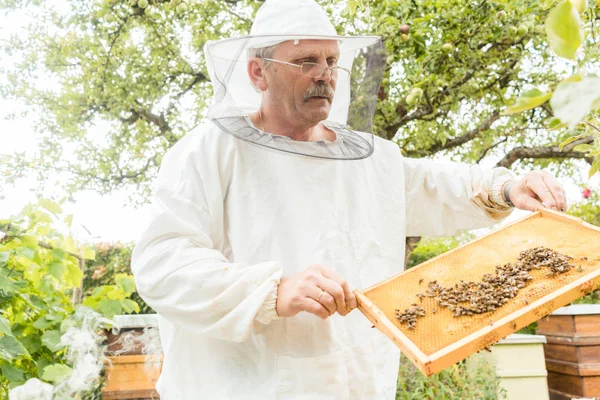 Imker bedrijf honingraat met bijen in zijn handen — Stockfoto