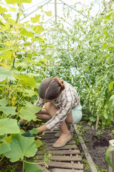 Жінка працює в зеленому будинку на помідорах — стокове фото