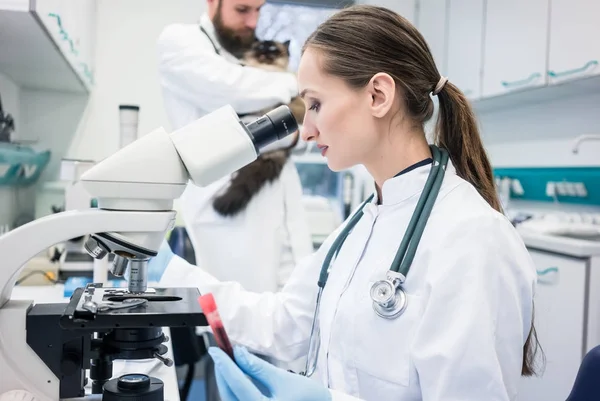 Asistente de laboratorio y veterinario examinando muestras de tejidos de una c — Foto de Stock