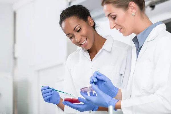 Mujeres en laboratorio de investigación hablando de pruebas en muestras de gérmenes —  Fotos de Stock