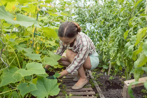 Donna che lavora in casa verde su pomodori — Foto Stock