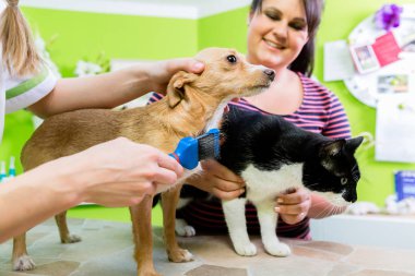 Kedi ve köpek veteriner Kuaför