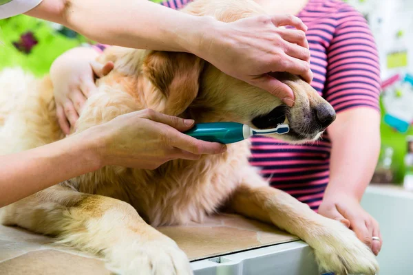 Perro consiguiendo cuidado dental — Foto de Stock