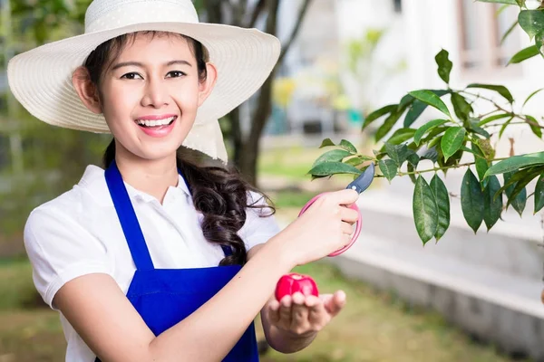 Retrato de vista lateral de joven mujer asiática poda fruta cultivada — Foto de Stock