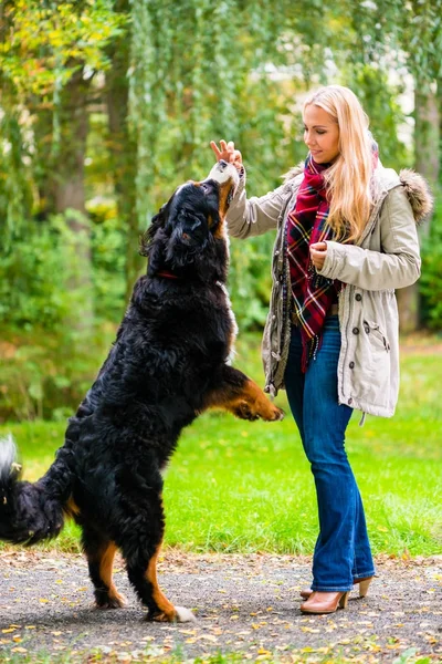 Perro en el parque sentarse y mendigar por la mujer — Foto de Stock