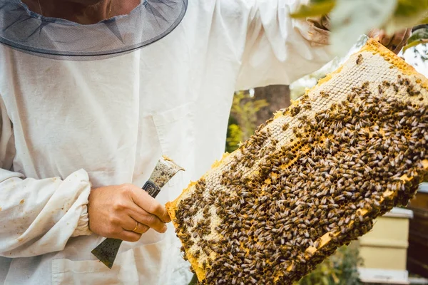 Apicultor sosteniendo panal con abejas en sus manos —  Fotos de Stock