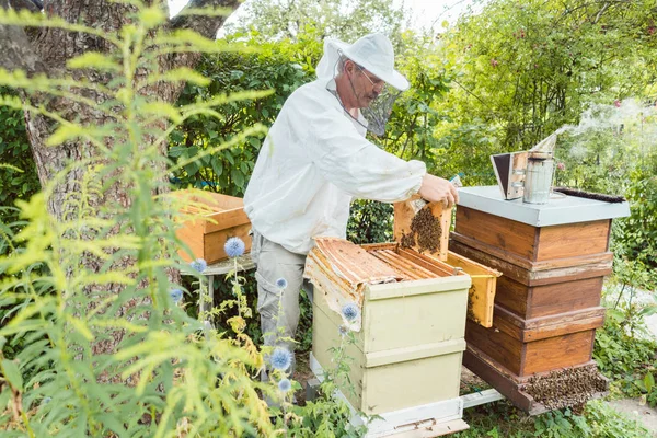 Apicultor trabajando con abejas en casa — Foto de Stock