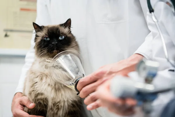 Dierenarts controle kat voor symptomen van de ziekte in de kliniek van de dierenarts — Stockfoto