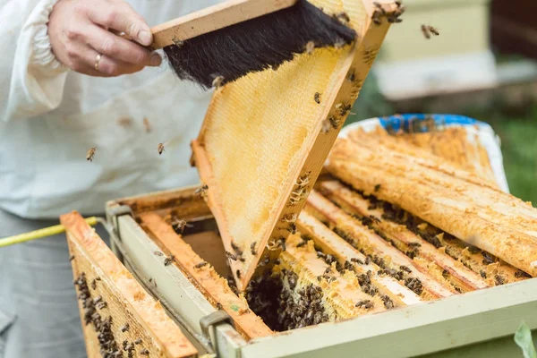 Imker bürstet Bienen aus Waben — Stockfoto