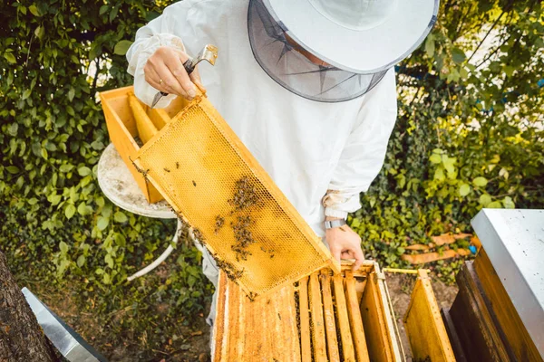 Imker werken op honingbij kolonie holding honingraat — Stockfoto