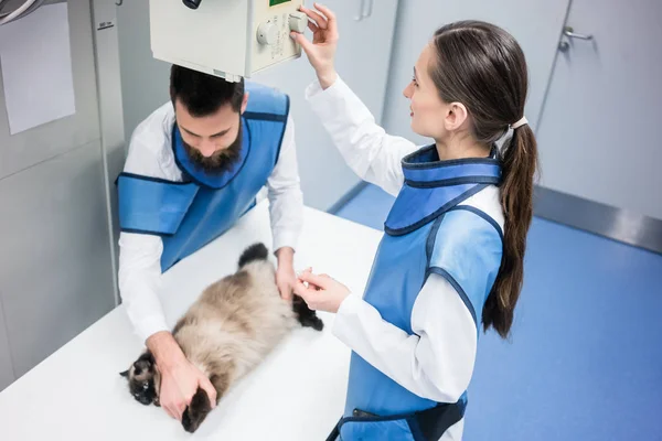 Veterinários em sala de raios-X com um gato — Fotografia de Stock
