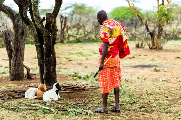 Massai 农民检查他的山羊 — 图库照片