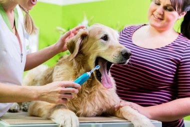 Büyük köpek kadın köpek salonunda diş bakımı Başlarken