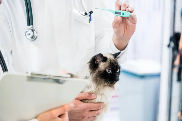 Temperatura de medição veterinária do gato com termômetro de febre — Fotografia de Stock