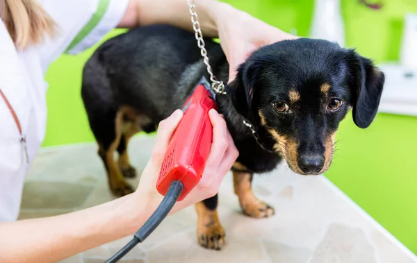 Kadın köpek Pet Salon damat yamultma — Stok fotoğraf