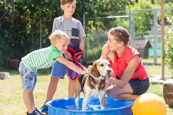 Familjens tvätt hund i pool av djurhemmet — Stockfoto