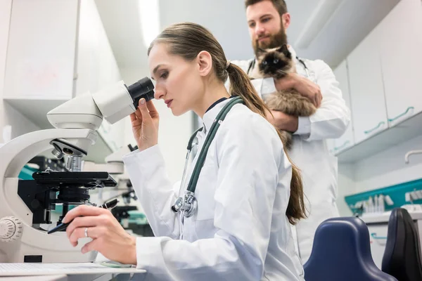 Médicos veterinários analisando amostras de sangue — Fotografia de Stock