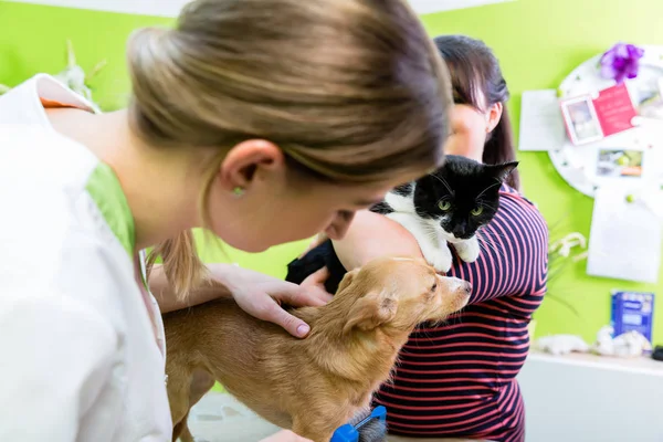 Gato y perro juntos en veterinario — Foto de Stock