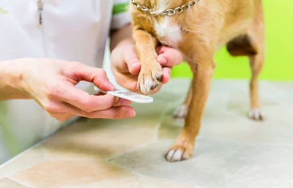 Dog in dog grooming salon — Stock Image Dog in dog grooming salon Stock Picture