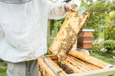 Arı kolonisi petek tutarak çalışma arıcı