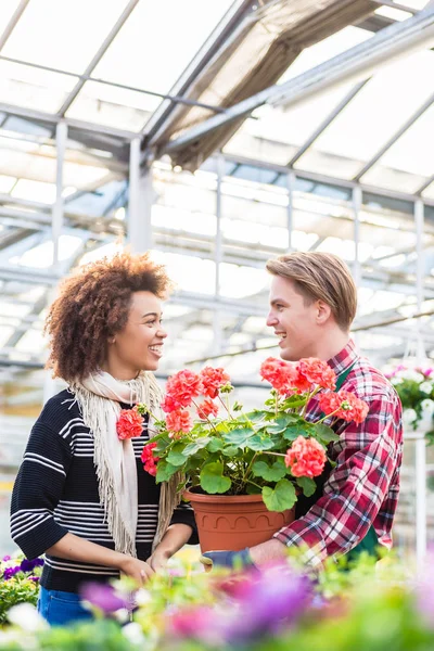 Bella donna che acquista un pelargonium rosso su consiglio di un fiorista — Foto Stock