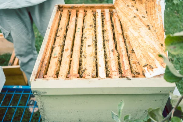 Apicultor revisando sus abejas — Foto de Stock