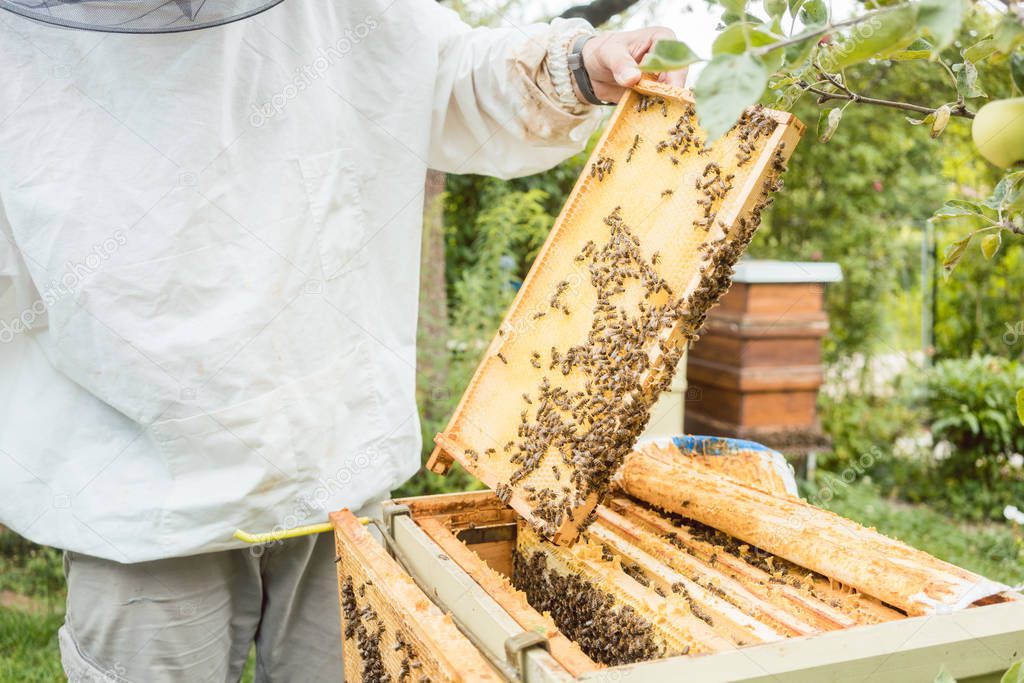 Beekeeper working on bee colony holding honeycomb