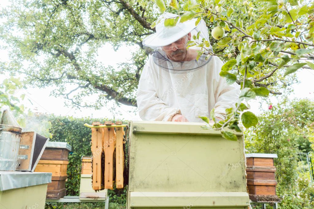 Beekeeper working with bees in beehouse