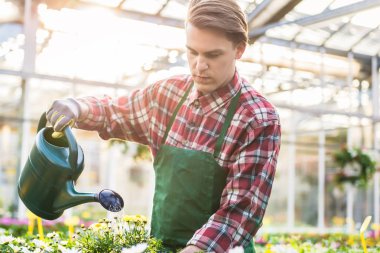 Özen ve sabır ile sulama yetenekli yakışıklı genç modern çiçekçi çiçekçi olarak çalışırken sarı houseplants saksı 