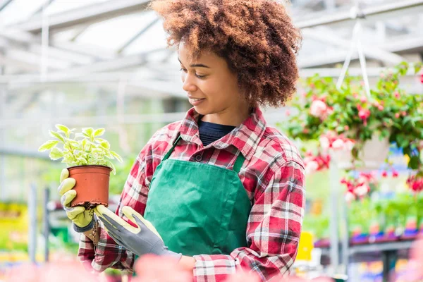 Latin American young woman smiling happy while holding a decorative potted houseplant with green leaves during work at a modern flower market