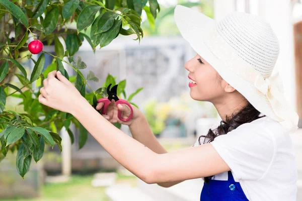 Visão Lateral Retrato Jovem Mulher Asiática Poda Cultivada Árvore Frutas — Fotografia de Stock