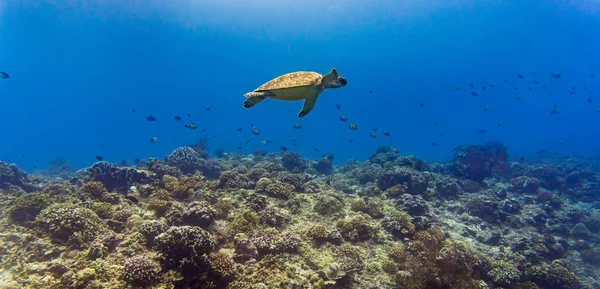 Sea Turtle Many Fish Beautiful Tropical Reef Water — Stock Photo, Image