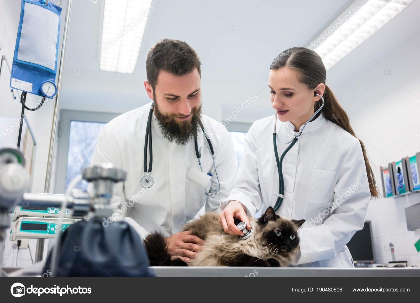 Two young veterinarian doctors examining a cat — Stock Photo © Kzenon 190480606
