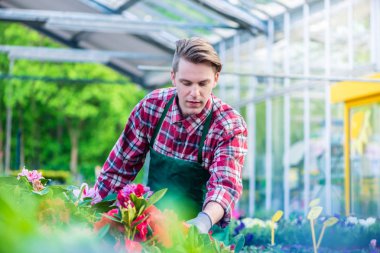 Çeşitli çiçeklerle bir modern çiçek dükkanında çalışması sırasında adanmış çiçekçi