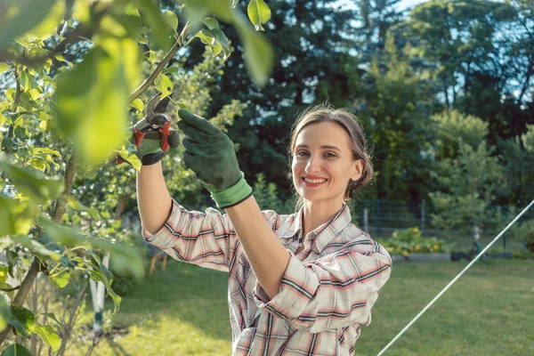Mulher no jardim verificando árvore de frutas — Fotografia de Stock