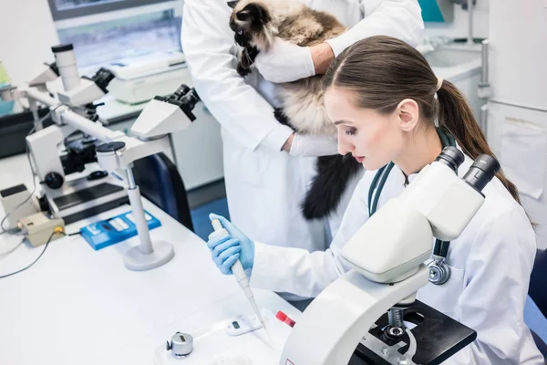 Assistente de laboratório e veterinário examinando amostras de tecidos de um gato — Fotografia de Stock