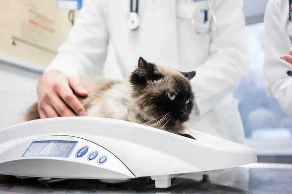 Ветеринар кладет кошку на весы, чтобы измерить ее вес — стоковое фото