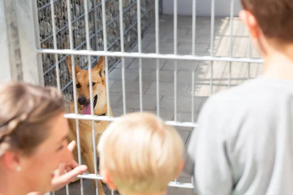 Família olhando para adotar um animal de estimação de abrigo animal — Fotografia de Stock