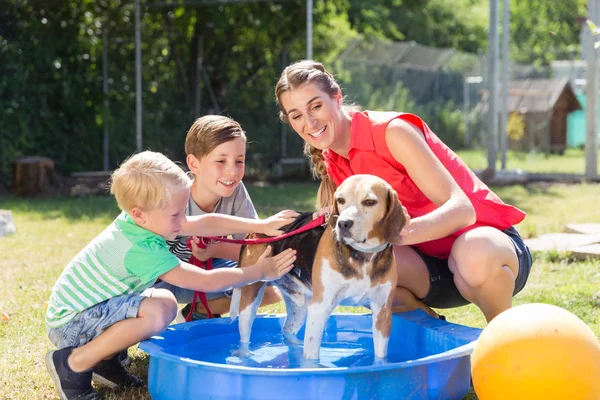 Cane da lavaggio familiare in piscina di rifugio per animali — Foto Stock