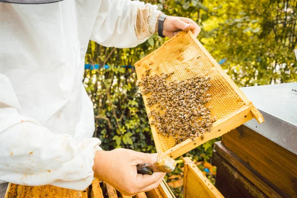Imker bedrijf honingraat met bijen in zijn handen — Stockfoto